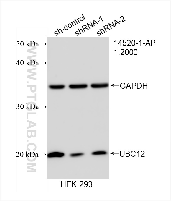 WB analysis of HEK-293 using 14520-1-AP