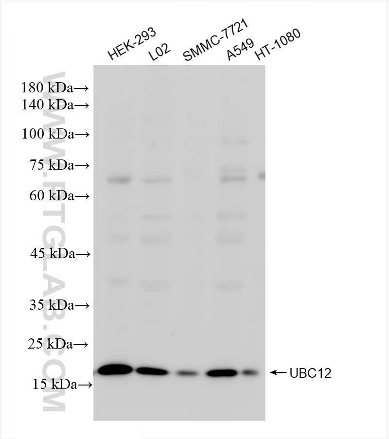 WB analysis using 83628-1-RR