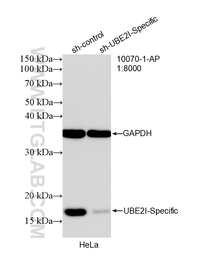 WB analysis of HeLa using 10070-1-AP WB analysis of HeLa using 10070-1-AP