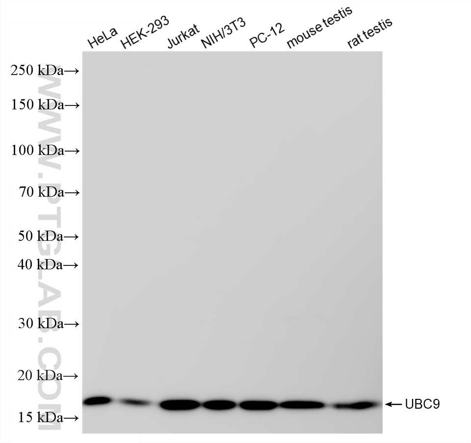 WB analysis using 87319-1-RR