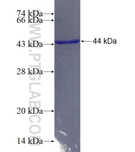 UBD fusion protein Ag3680 SDS-PAGE