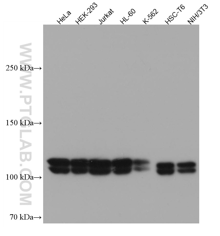 WB analysis using 67198-1-Ig (same clone as 67198-1-PBS)