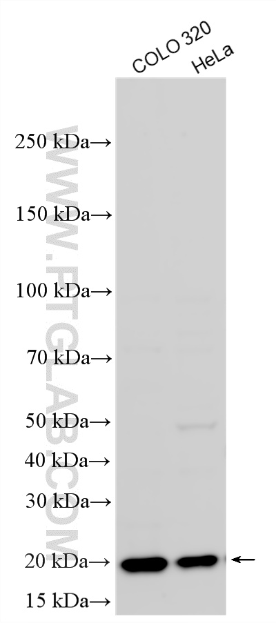 WB analysis using 12134-2-AP WB analysis using 12134-2-AP