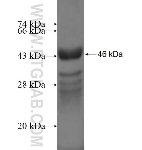 UBE2C fusion protein Ag2780 SDS-PAGE