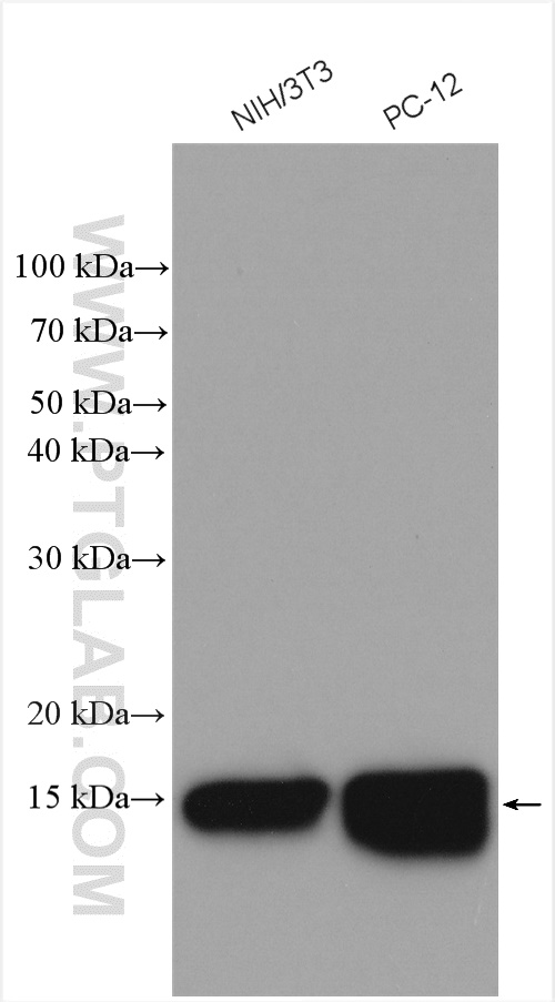 WB analysis using 28328-1-AP