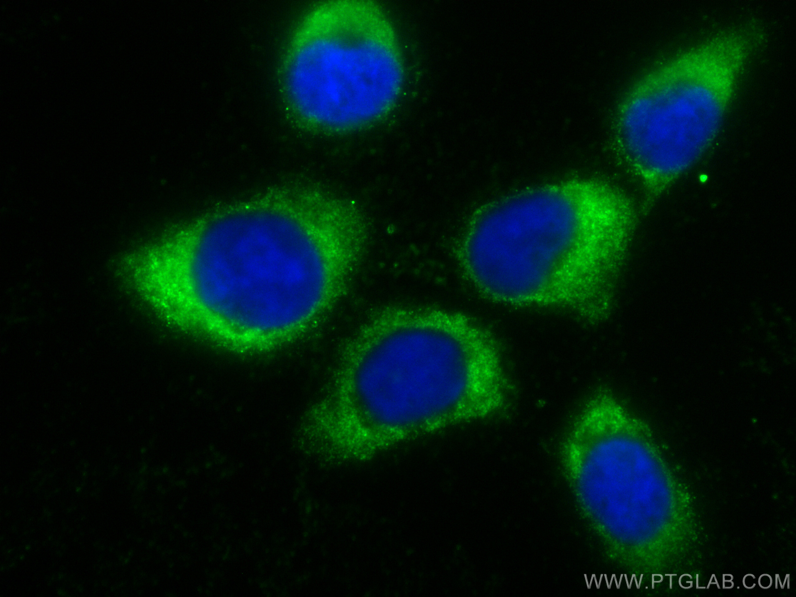 IF Staining of A431 using CL488-68138