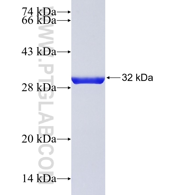 UBE2D2 fusion protein Ag28736 SDS-PAGE