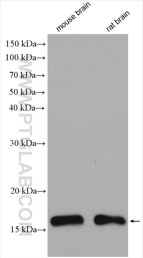 WB analysis using 15475-1-AP