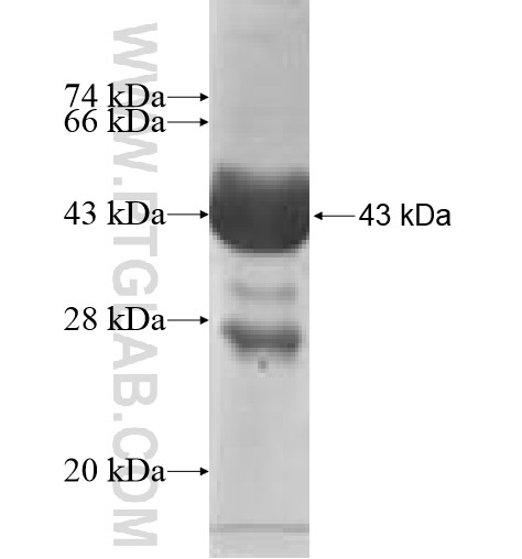 UBE2D4 fusion protein Ag7779 SDS-PAGE