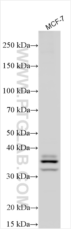 WB analysis using 27890-1-AP (same clone as 27890-1-PBS)