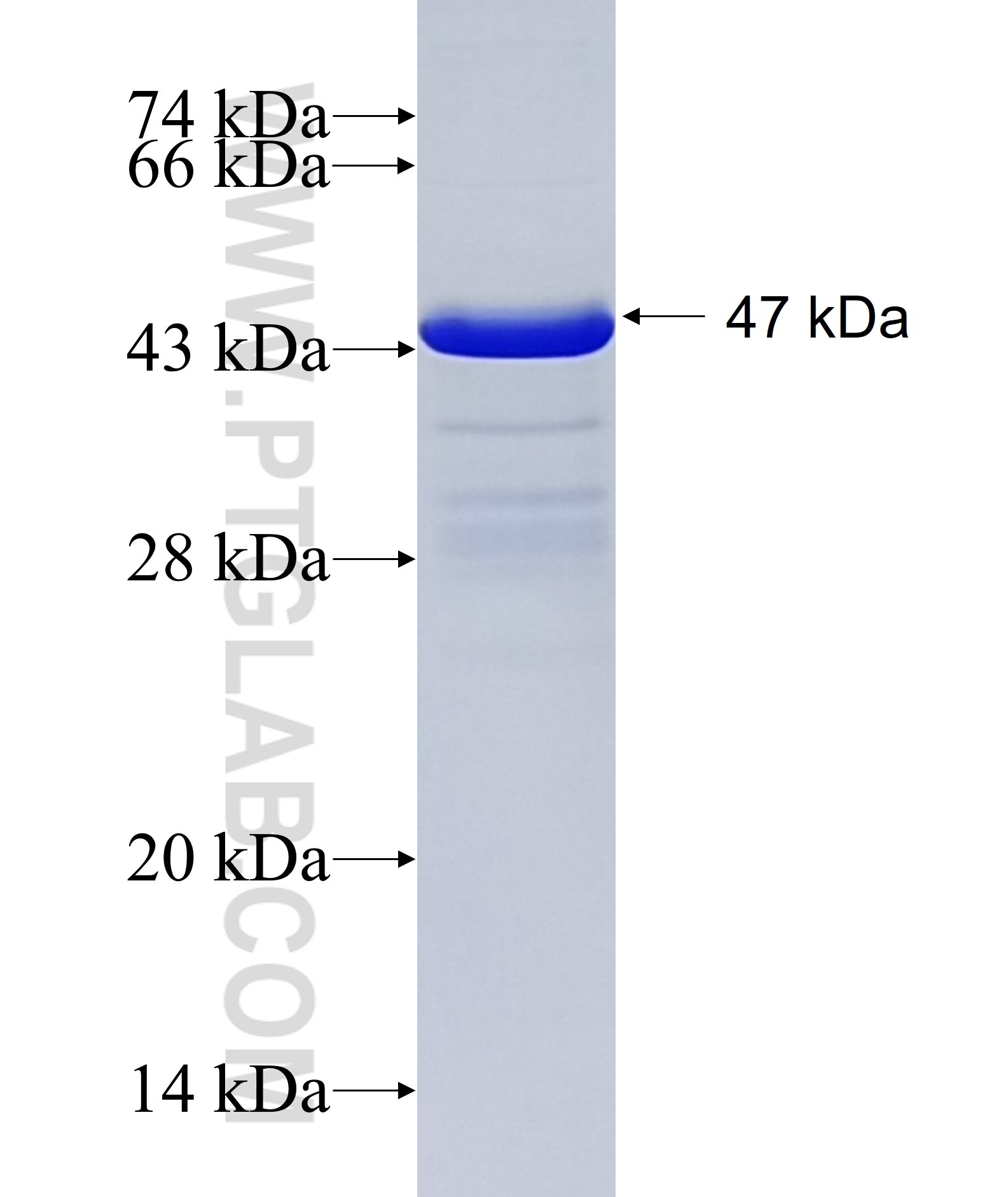 UBE2J1 fusion protein Ag27310 SDS-PAGE
