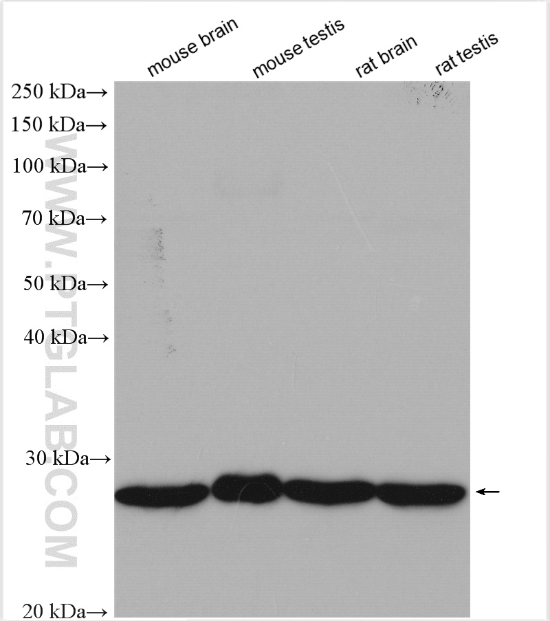 WB analysis using 11834-3-AP