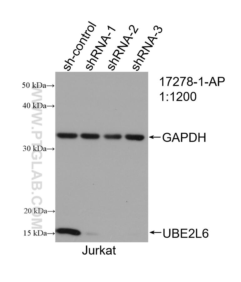 WB analysis of Jurkat using 17278-1-AP