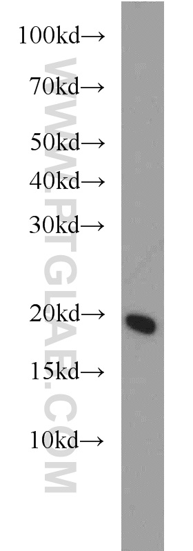 UBE2L6 Polyclonal antibody