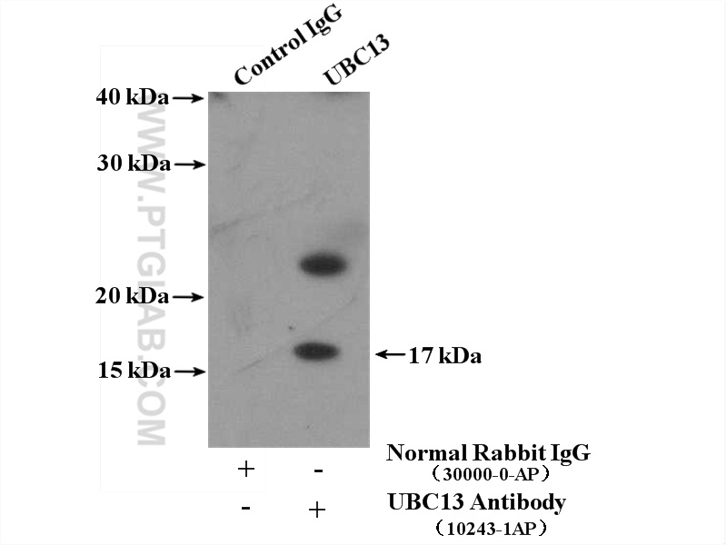 IP experiment of MCF-7 using 10243-1-AP