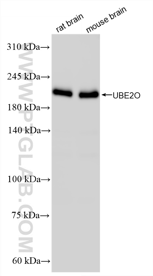 WB analysis using 87282-1-RR (same clone as 87282-1-PBS)