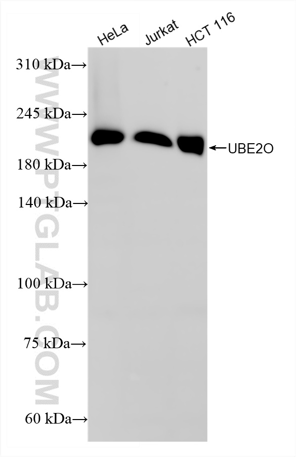 WB analysis using 87282-1-RR (same clone as 87282-1-PBS)
