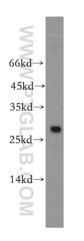 WB analysis of HL-60 using 18219-1-AP