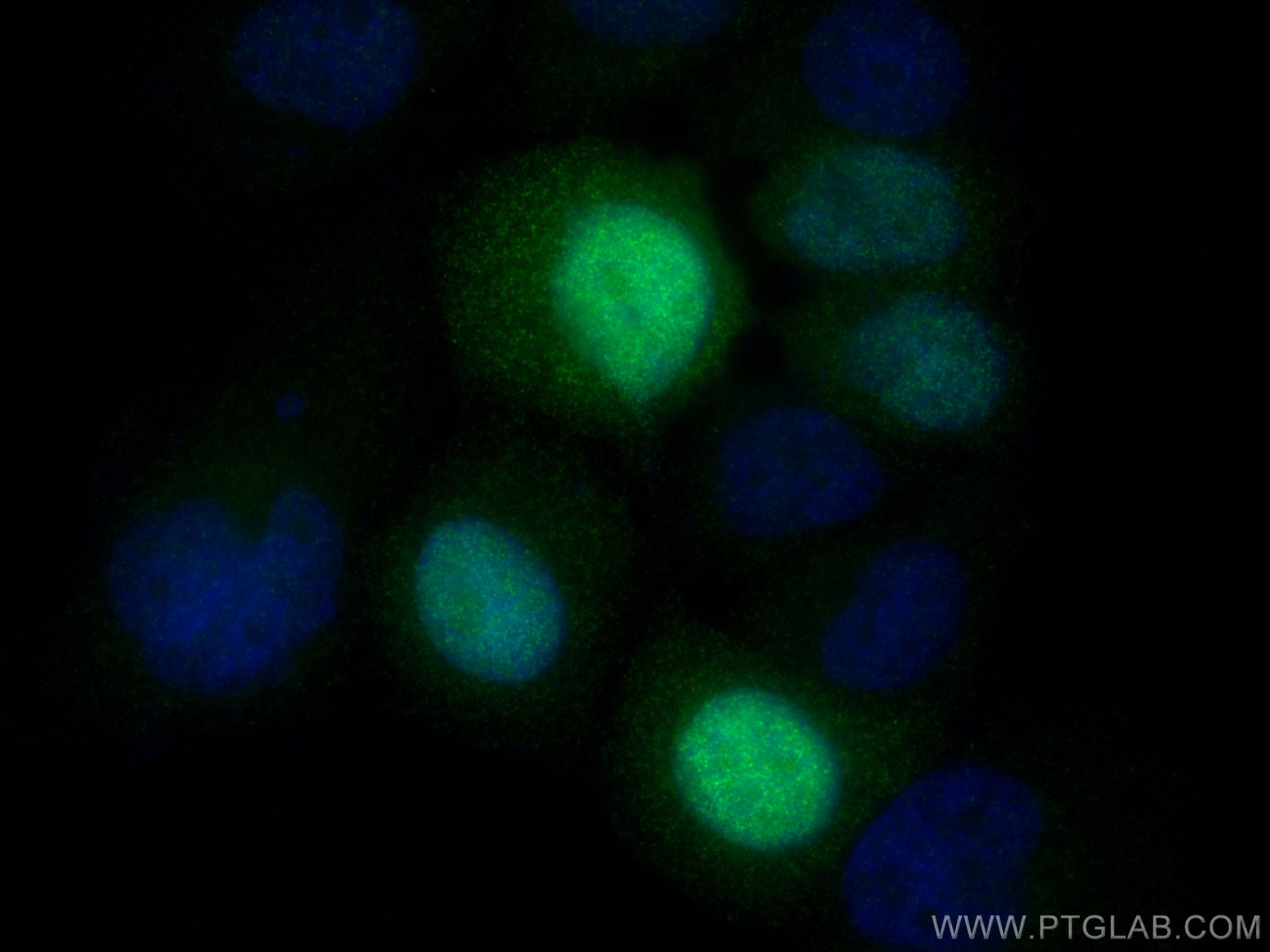 IF Staining of NCCIT using 81854-1-RR