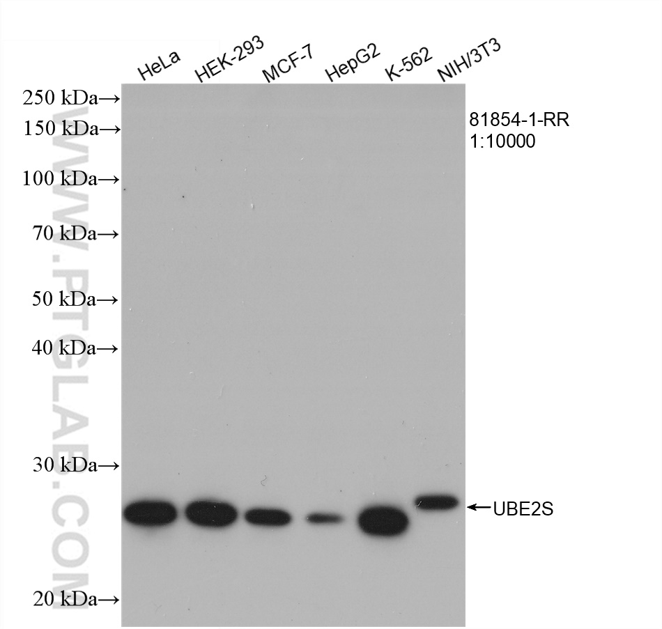 WB analysis using 81854-1-RR