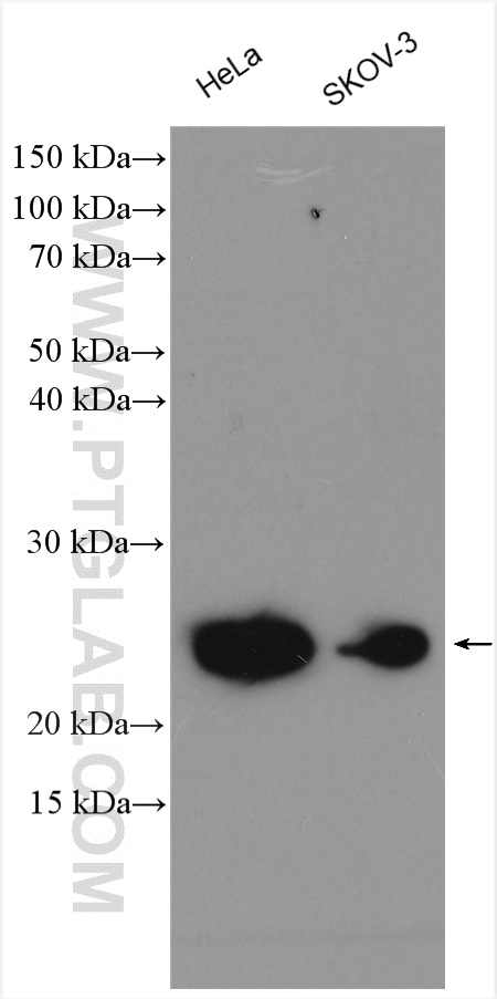 WB analysis of HeLa using 10105-2-AP