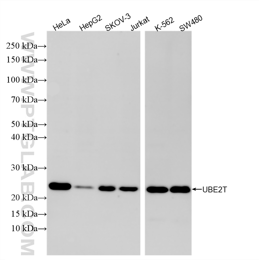 Various lysates were subjected to SDS PAGE followed by western blot with <a class='green' href='/productredirect?CatalogNo=86278-1-RR' target='_blank'>86278-1-RR</a> (UBE2T antibody) at dilution of 1:2000 incubated at room temperature for 1.5 hours. This data was developed using the same antibody clone with 86278-1-PBS in a different storage buffer formulation. WB analysis using 86278-1-RR (same clone as 86278-1-PBS)