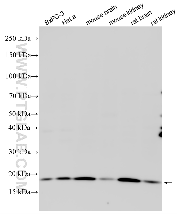 Various lysates were subjected to SDS PAGE followed by western blot with 10207-2-AP (UBE2V1 antibody) at dilution of 1:1000 incubated at room temperature for 1.5 hours. WB analysis using 10207-2-AP