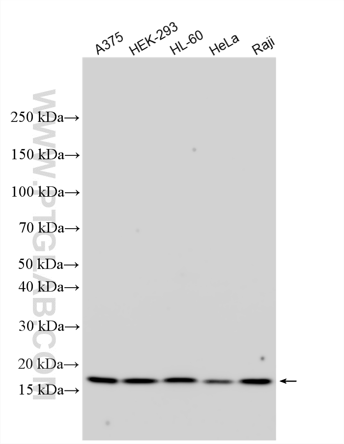 WB analysis using 10689-1-AP
