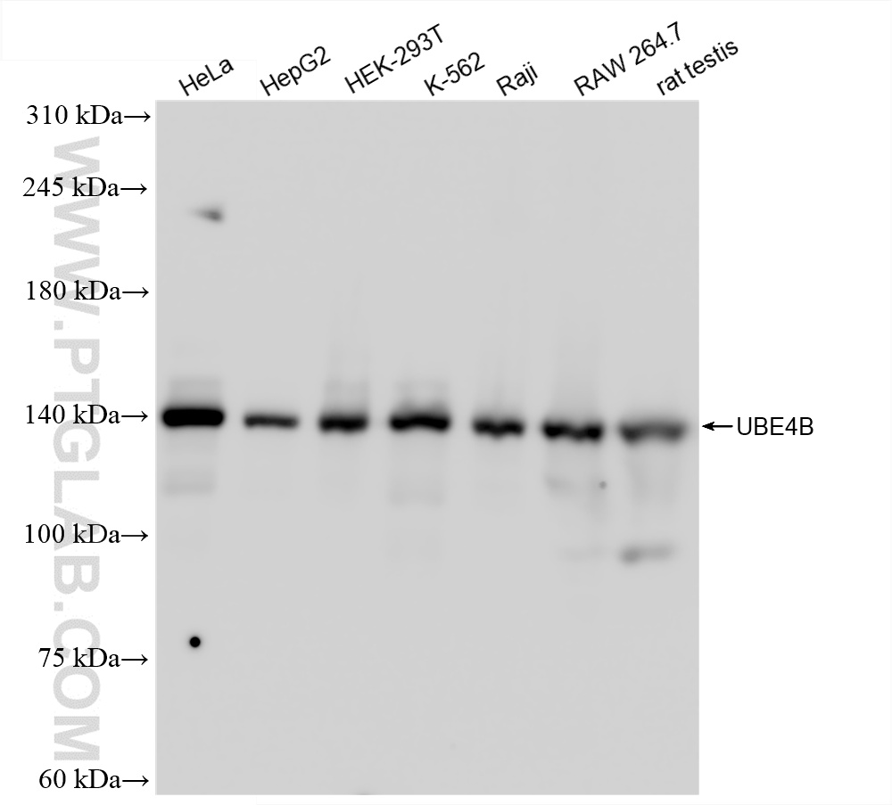 WB analysis using 85332-2-RR
