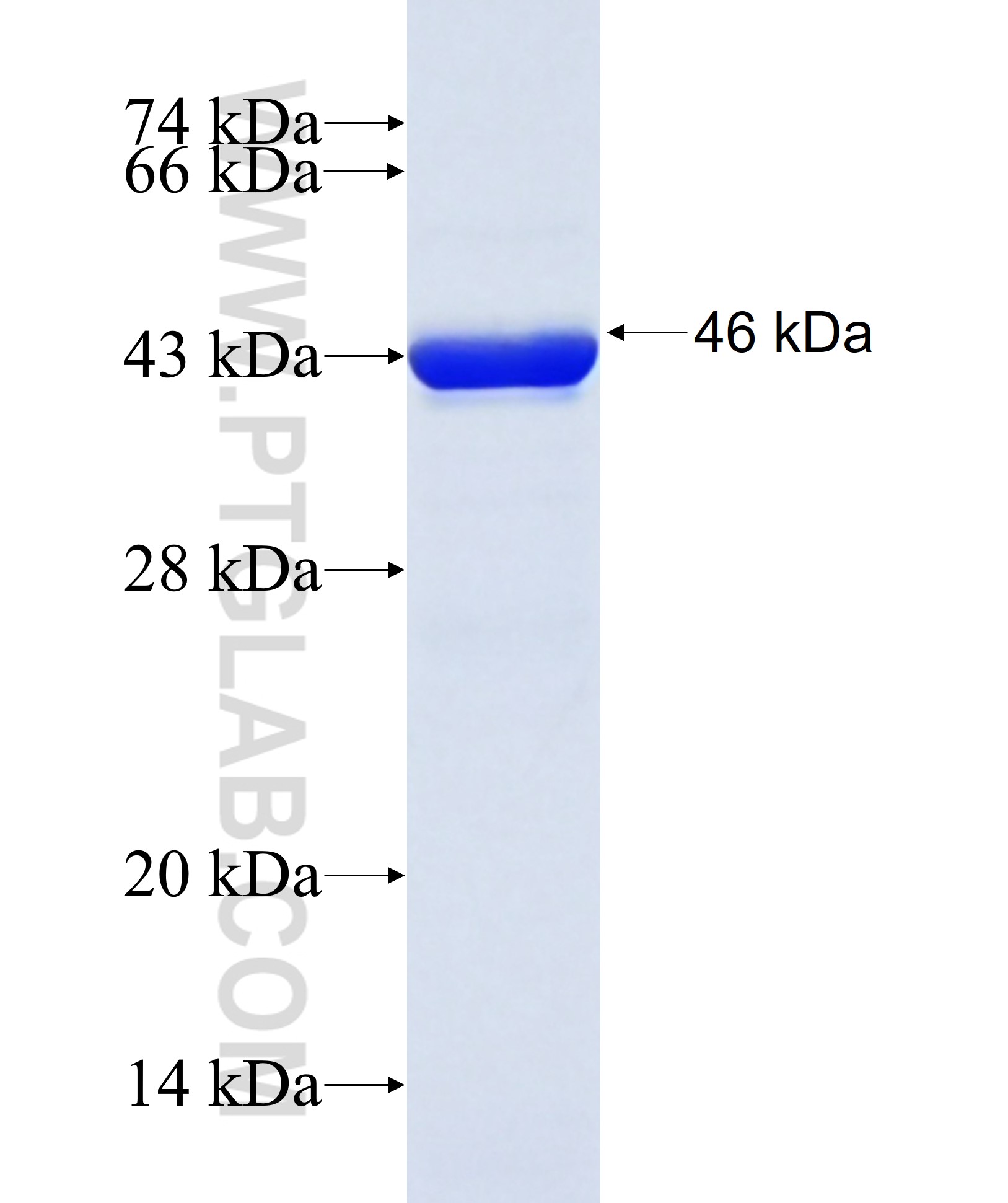 UBE4B fusion protein Ag13013 SDS-PAGE UBE4B fusion protein Ag13013 SDS-PAGE