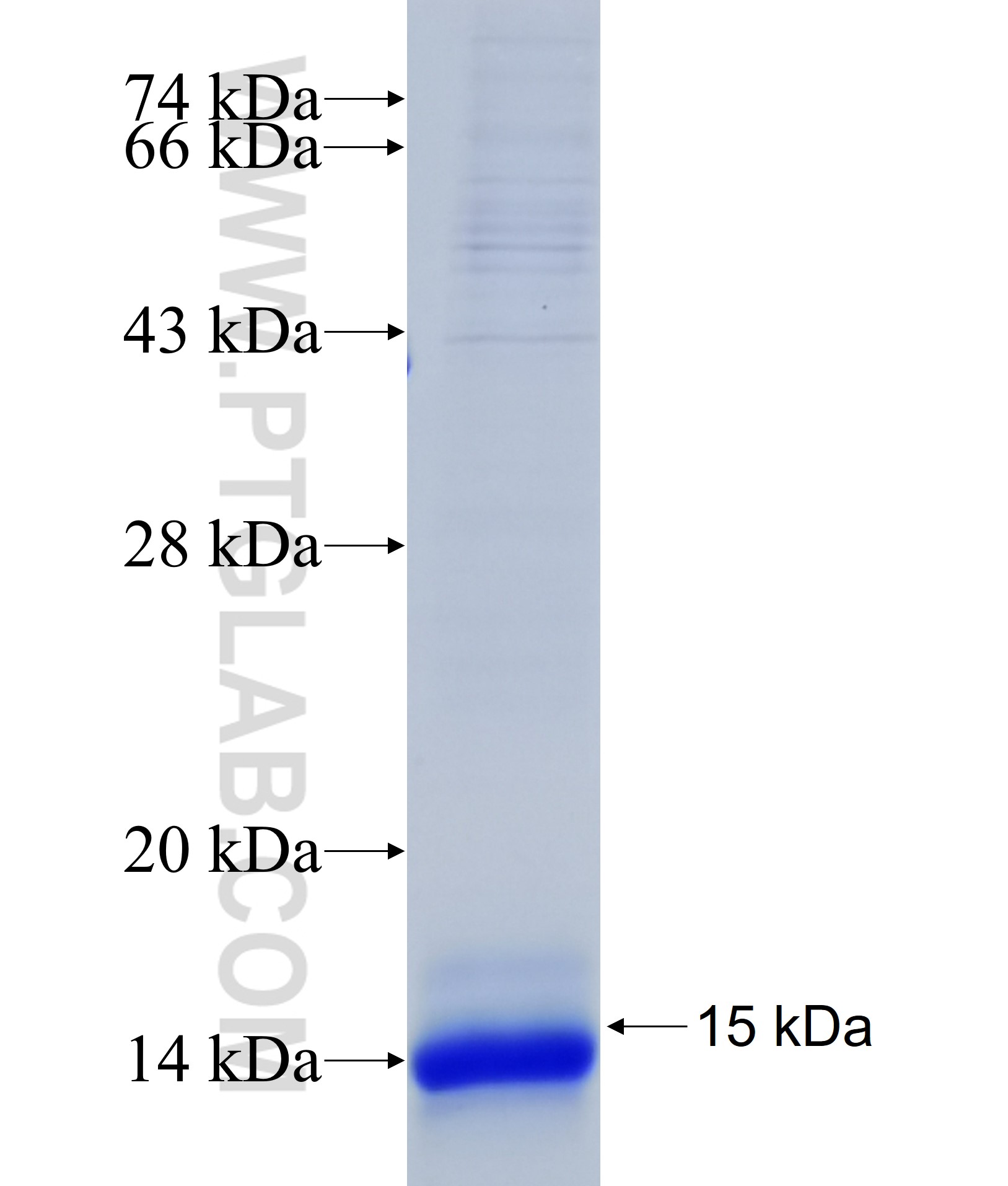 UBIAD1 fusion protein Ag37182 SDS-PAGE