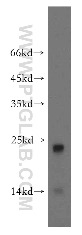 WB analysis of human testis using 14509-1-AP