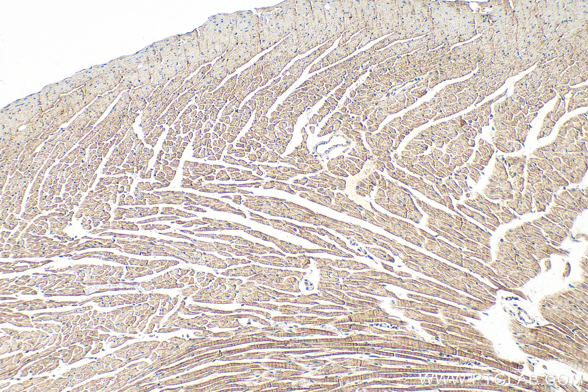 IHC staining of mouse heart using 10715-1-AP