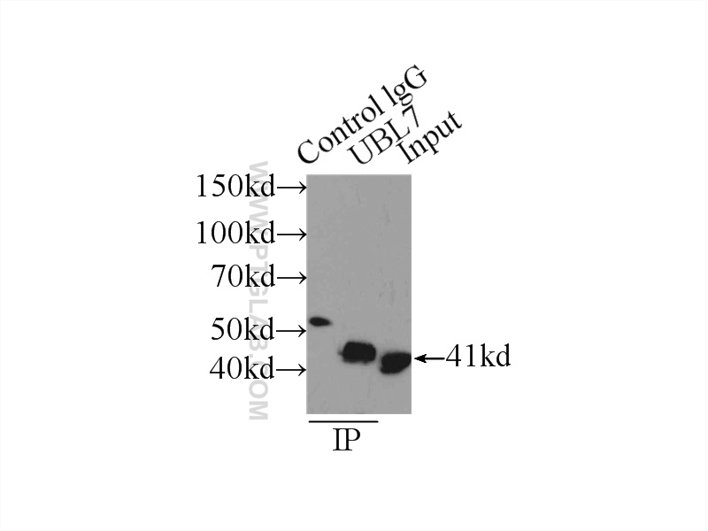 IP experiment of HeLa using 11564-1-AP