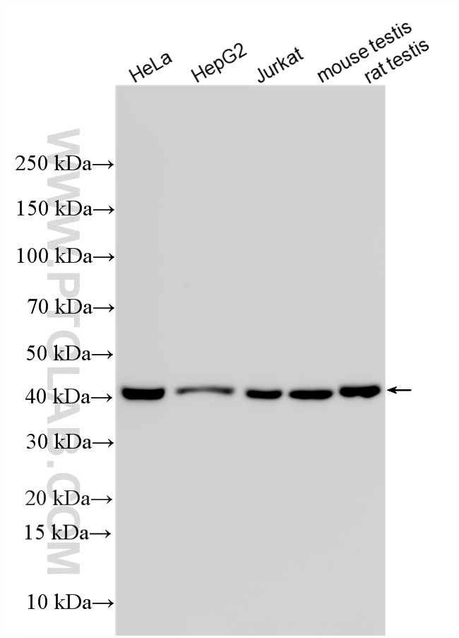 WB analysis using 11564-1-AP