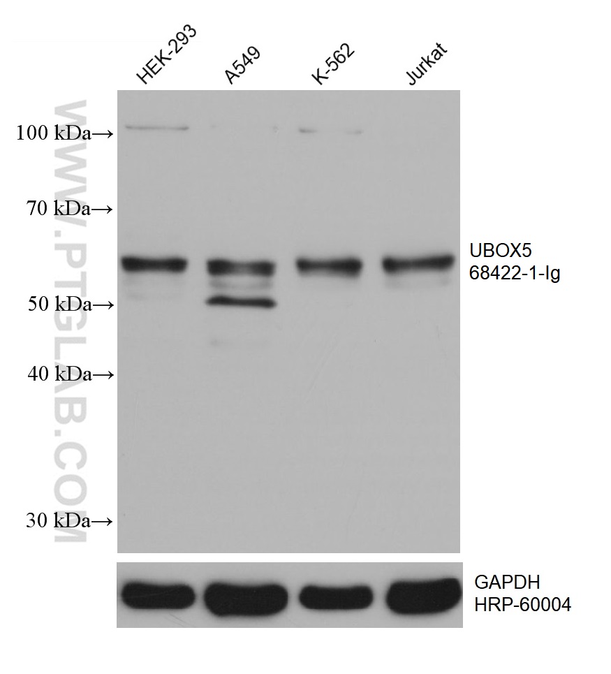 WB analysis using 68422-1-Ig