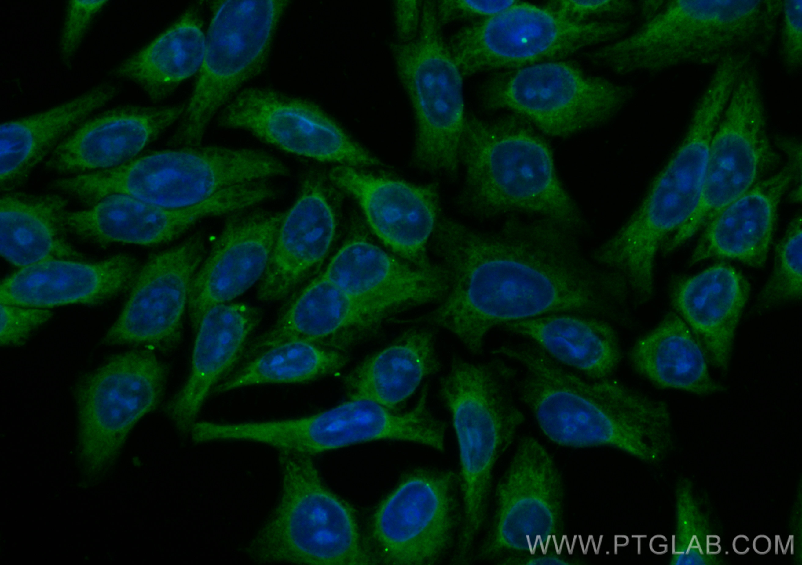 IF Staining of HepG2 using CL488-23449
