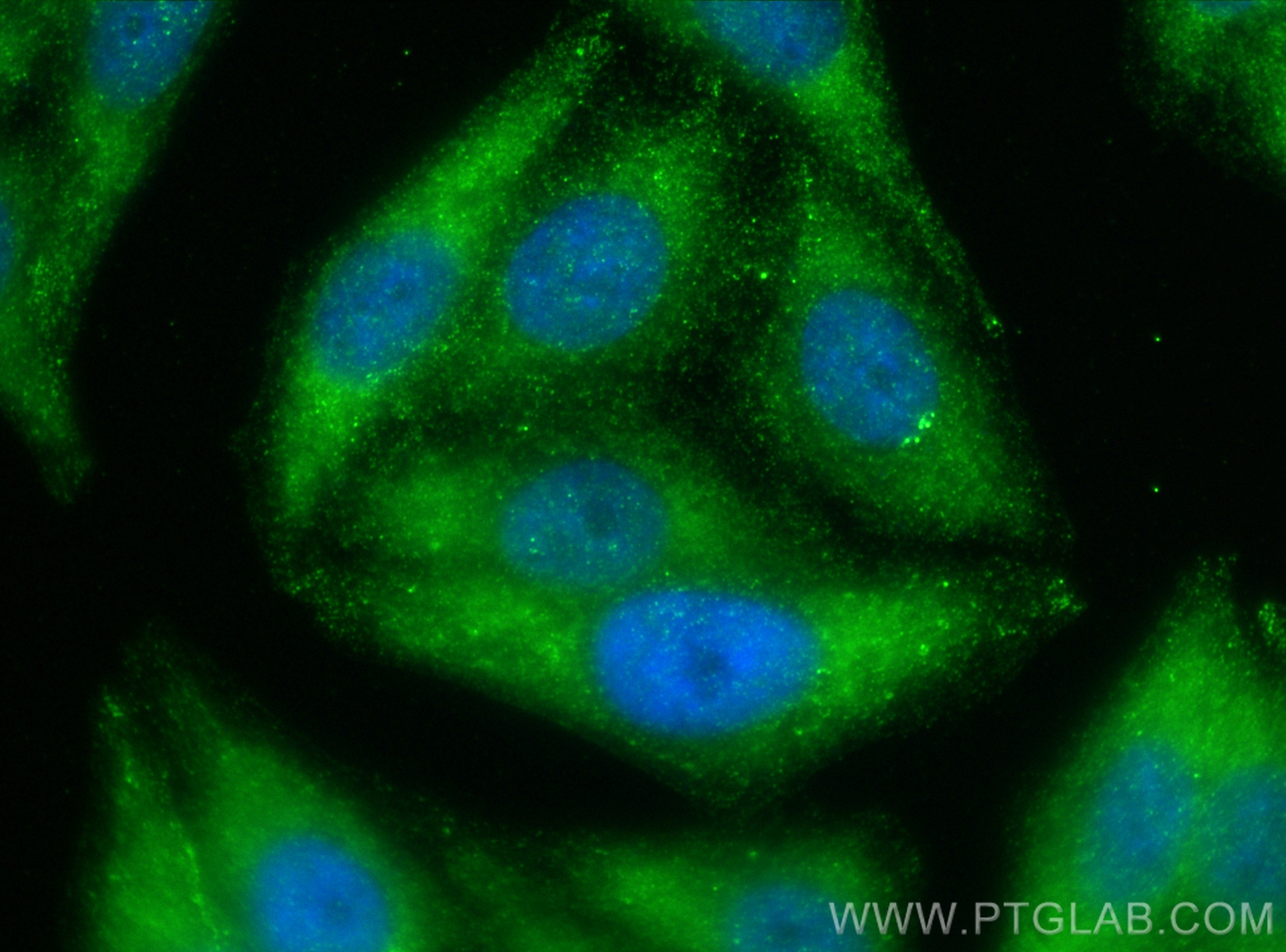 IF Staining of HepG2 using 23372-1-AP
