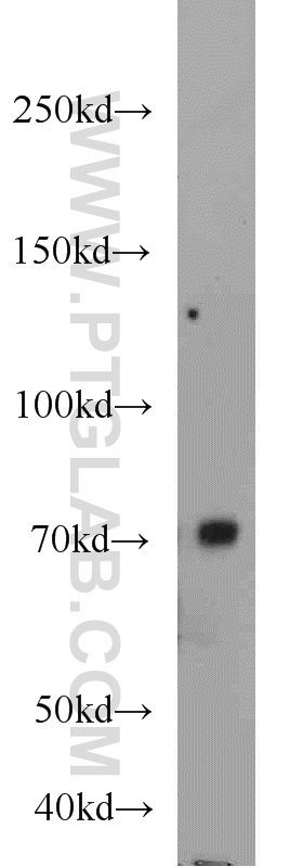 WB analysis of mouse testis using 23372-1-AP