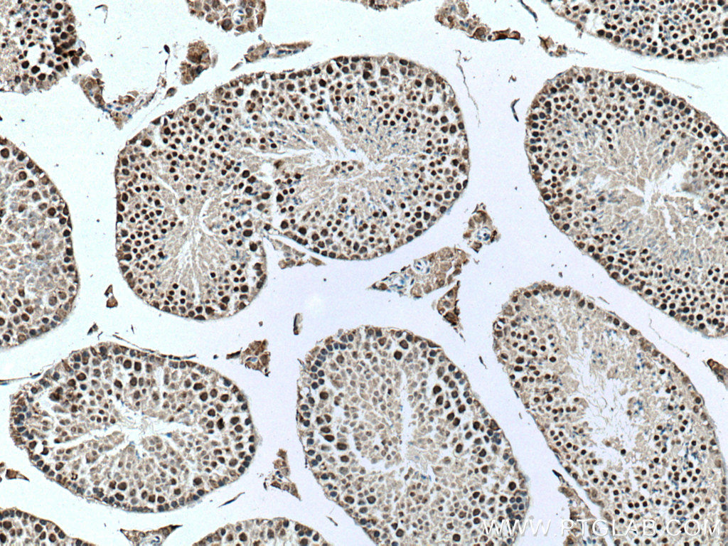 IHC staining of mouse testis using 66937-1-Ig (same clone as 66937-1-PBS)