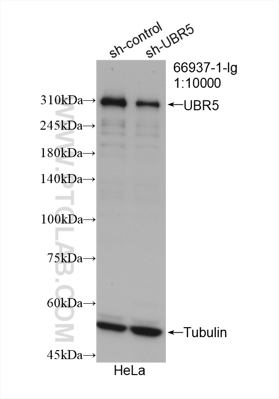 WB analysis of HeLa using 66937-1-Ig (same clone as 66937-1-PBS)