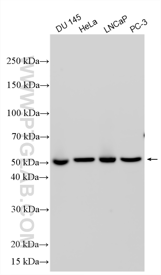 Various lysates were subjected to SDS PAGE followed by western blot with 16903-1-AP (UBR7 antibody) at dilution of 1:10000 incubated at room temperature for 1.5 hours. WB analysis using 16903-1-AP