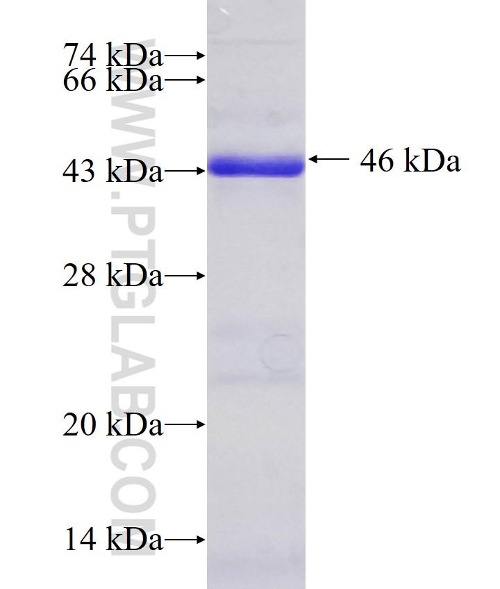 UBR7 fusion protein Ag10507 SDS-PAGE