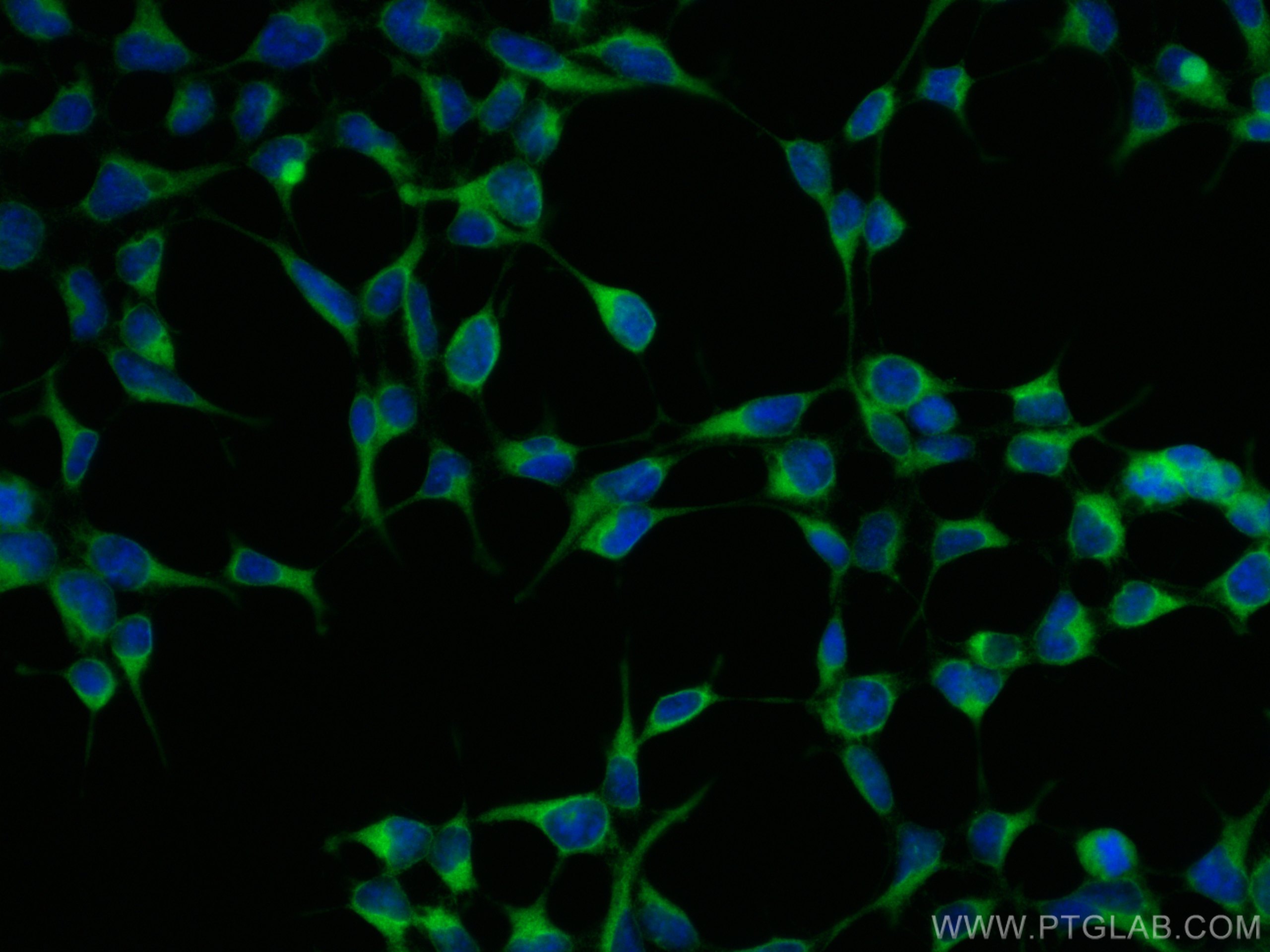 IF Staining of HEK-293 using 21052-1-AP