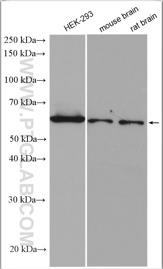 WB analysis using 21052-1-AP