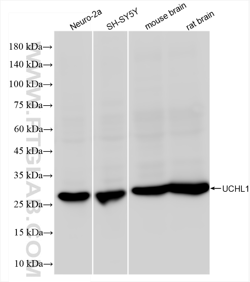 WB analysis using 84154-5-RR