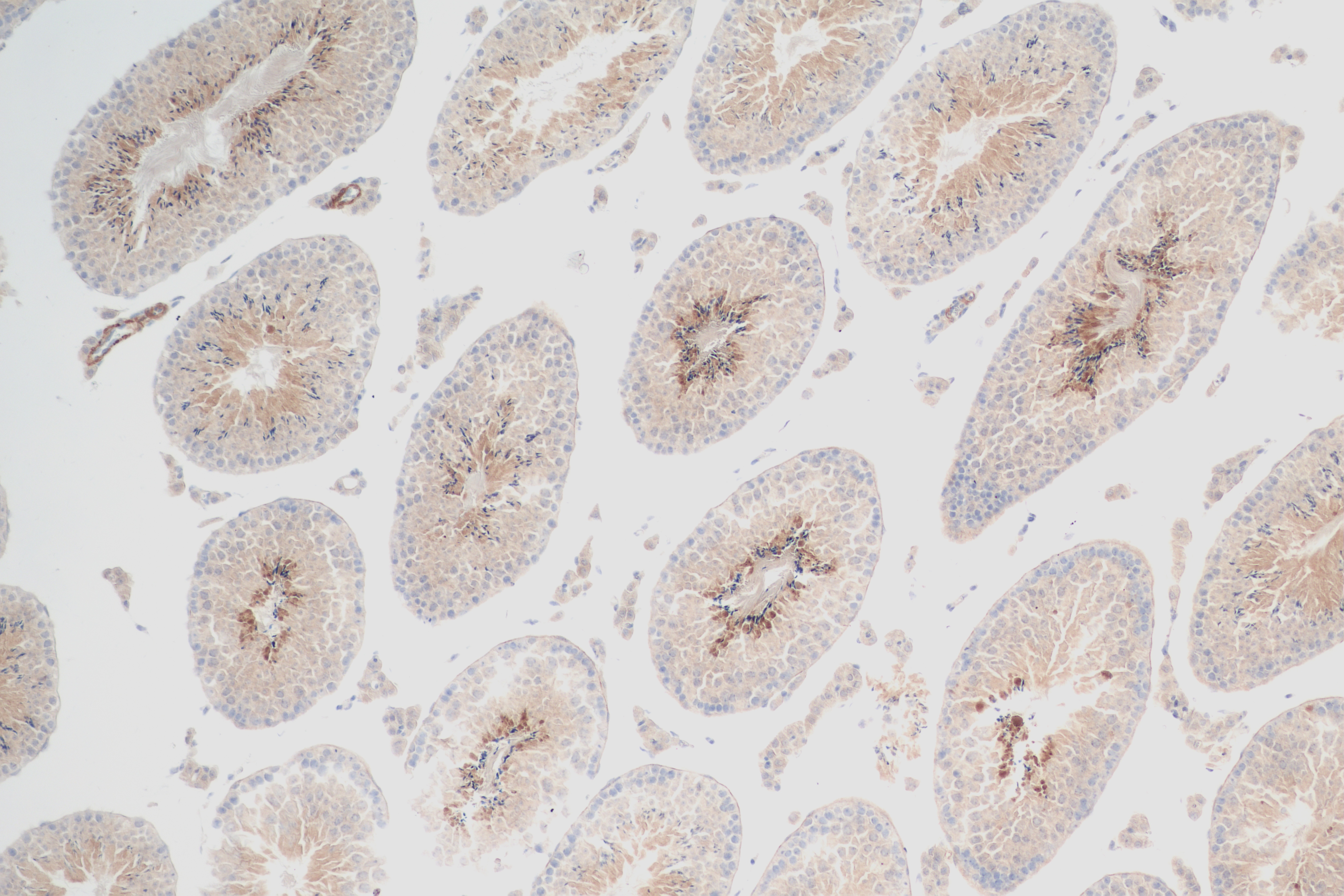 IHC staining of mouse testis using 84542-6-RR (same clone as 84542-6-PBS)
