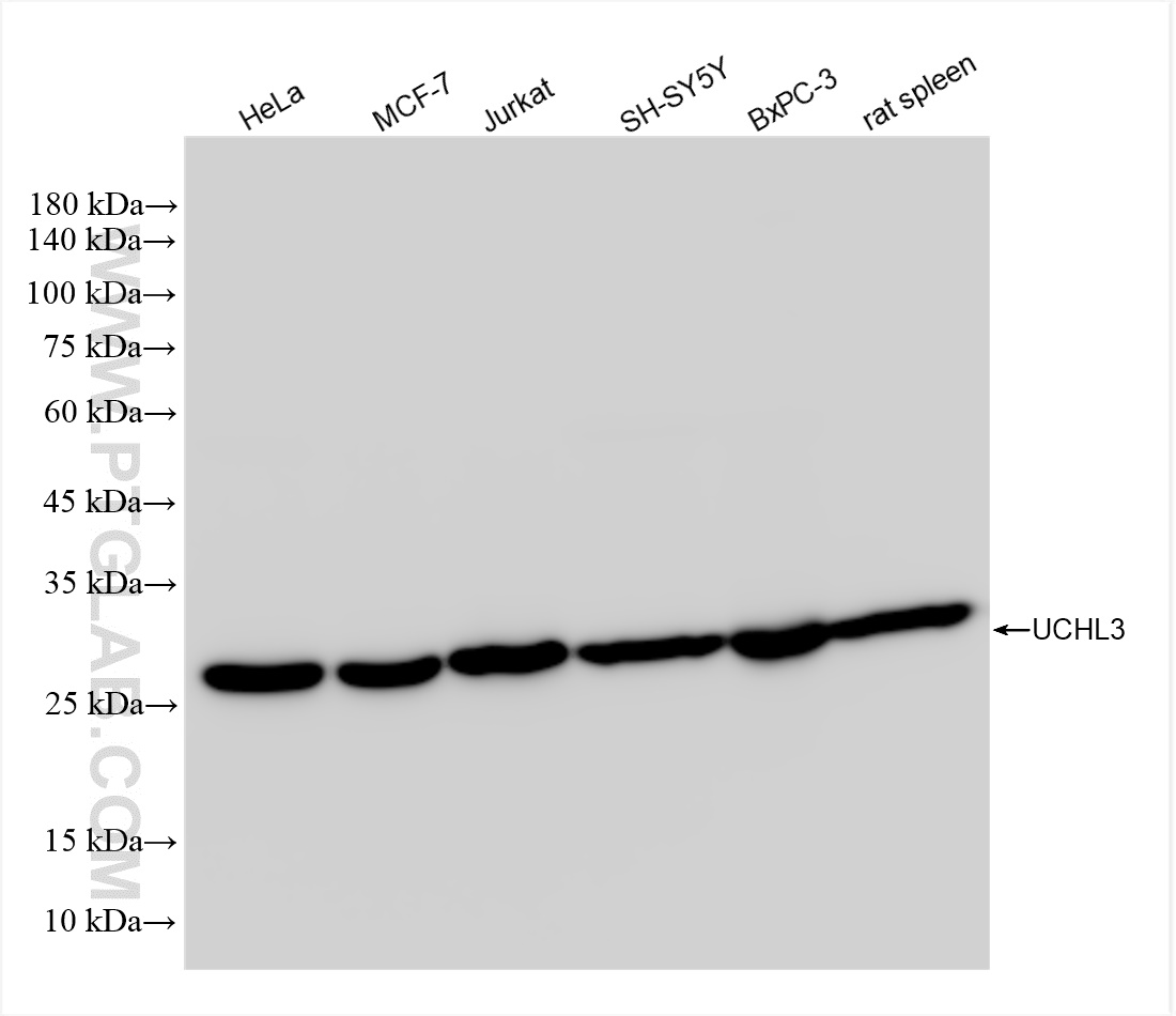 WB analysis using 84542-6-RR (same clone as 84542-6-PBS)