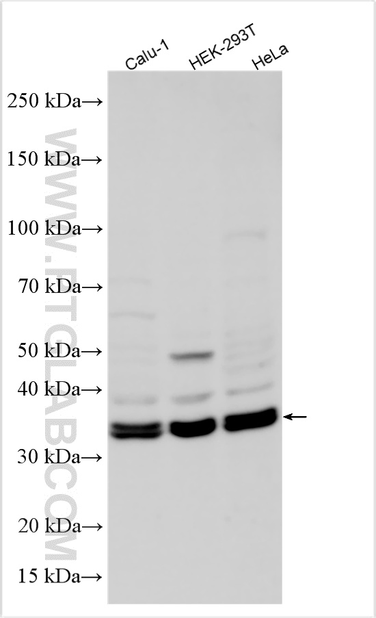 WB analysis of Calu-1 using 11527-1-AP WB analysis of Calu-1 using 11527-1-AP