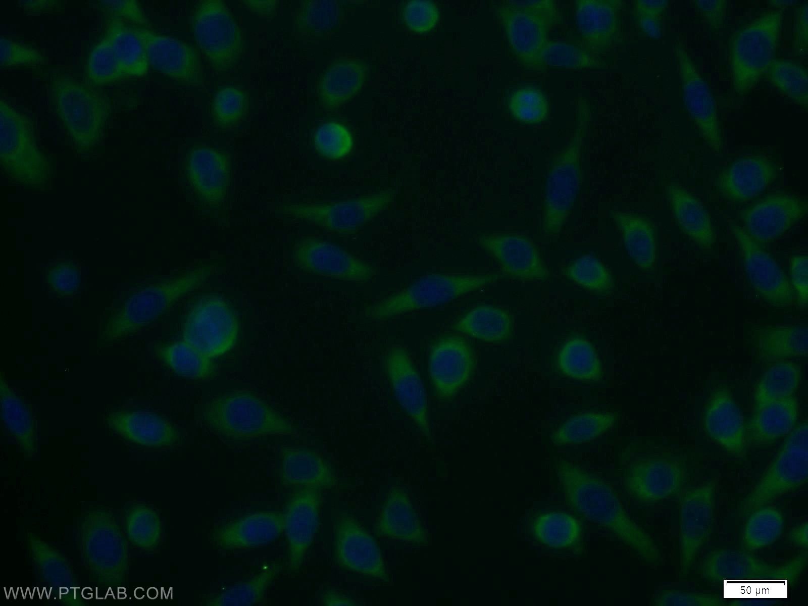 IF Staining of MCF-7 using 12271-1-AP (same clone as 12271-1-PBS)